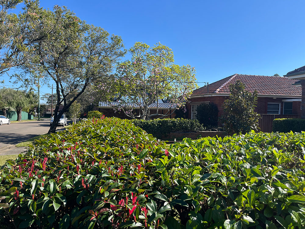 Wattle Herb Garden
